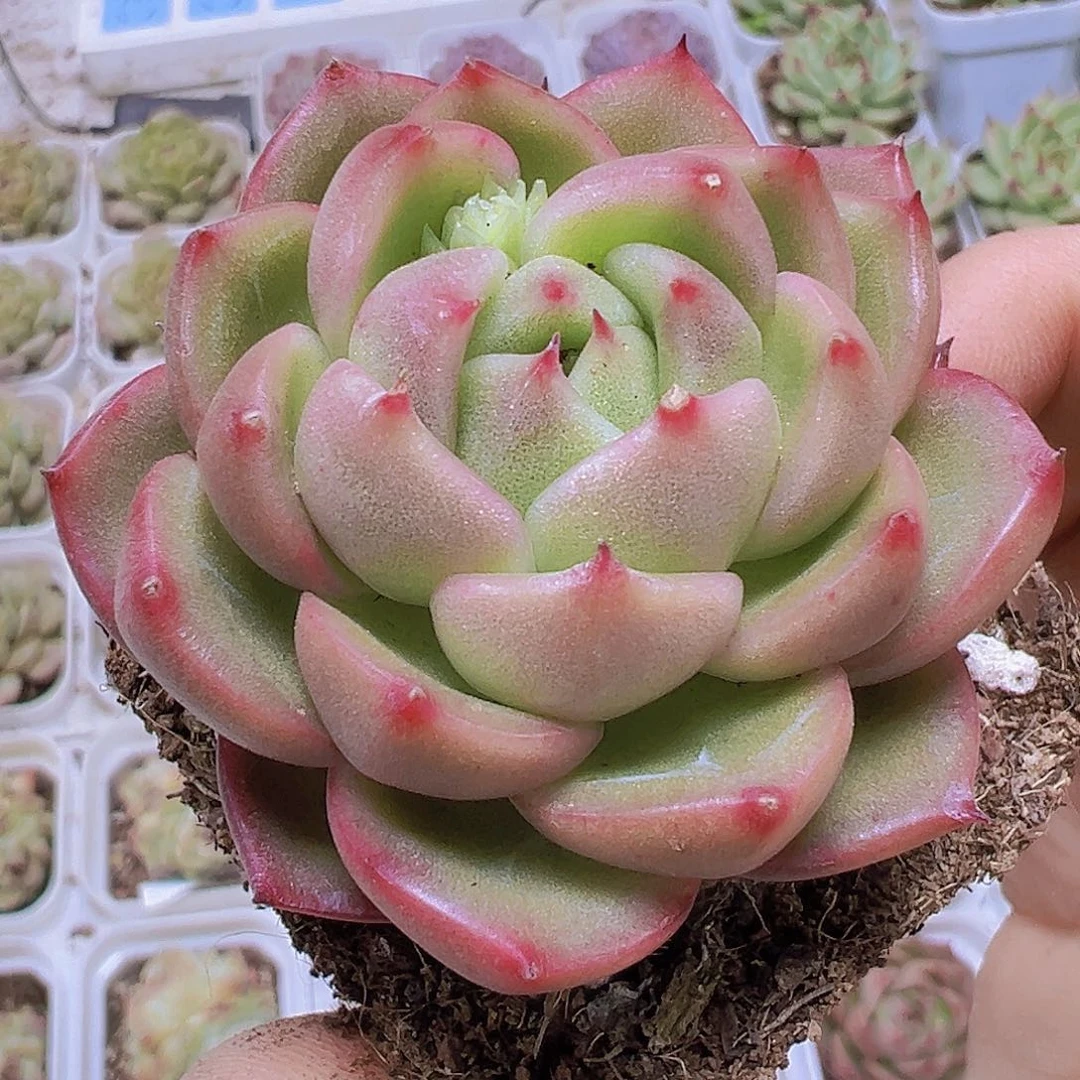 冰宝龙19包邮多肉植物