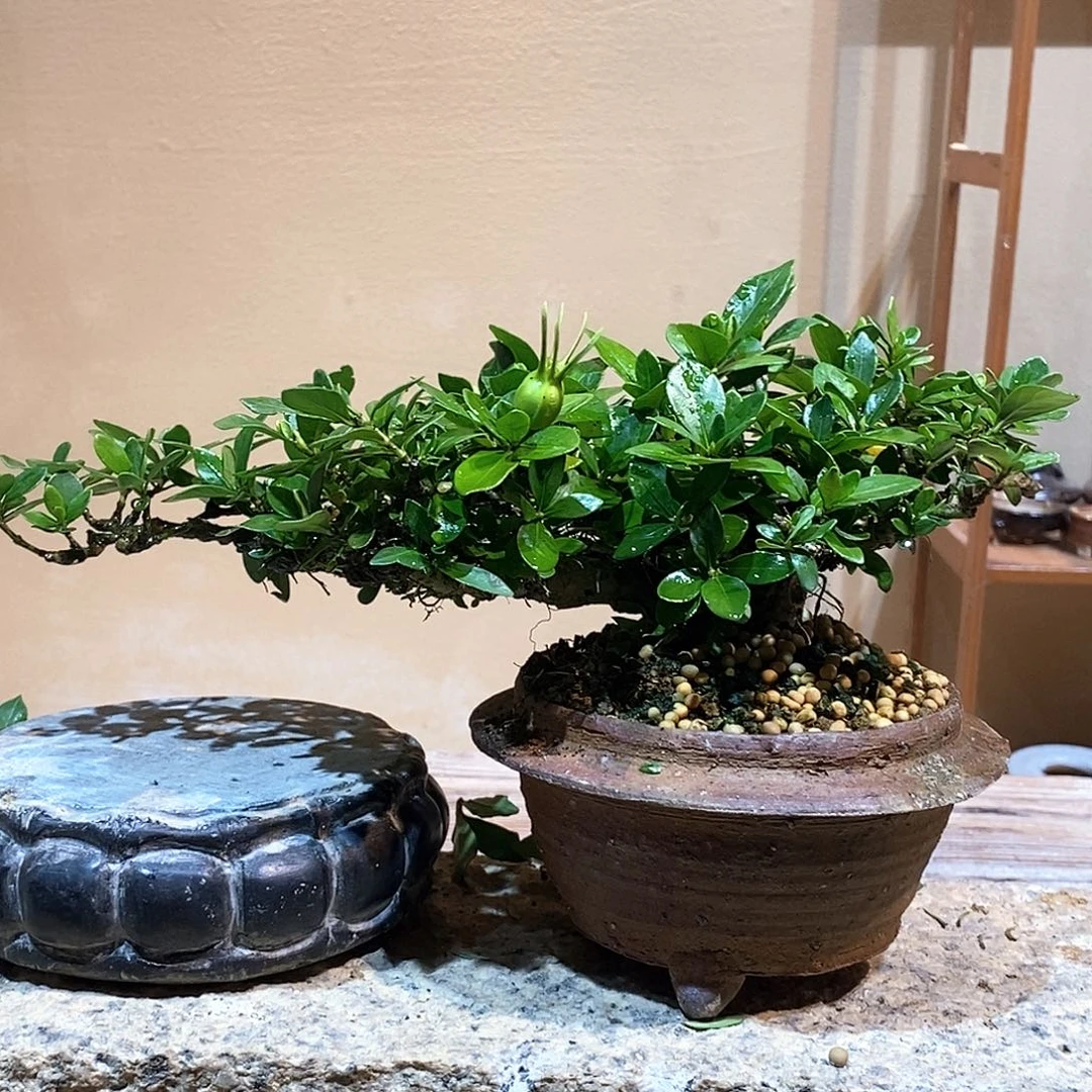 无花朵龍*栀子花