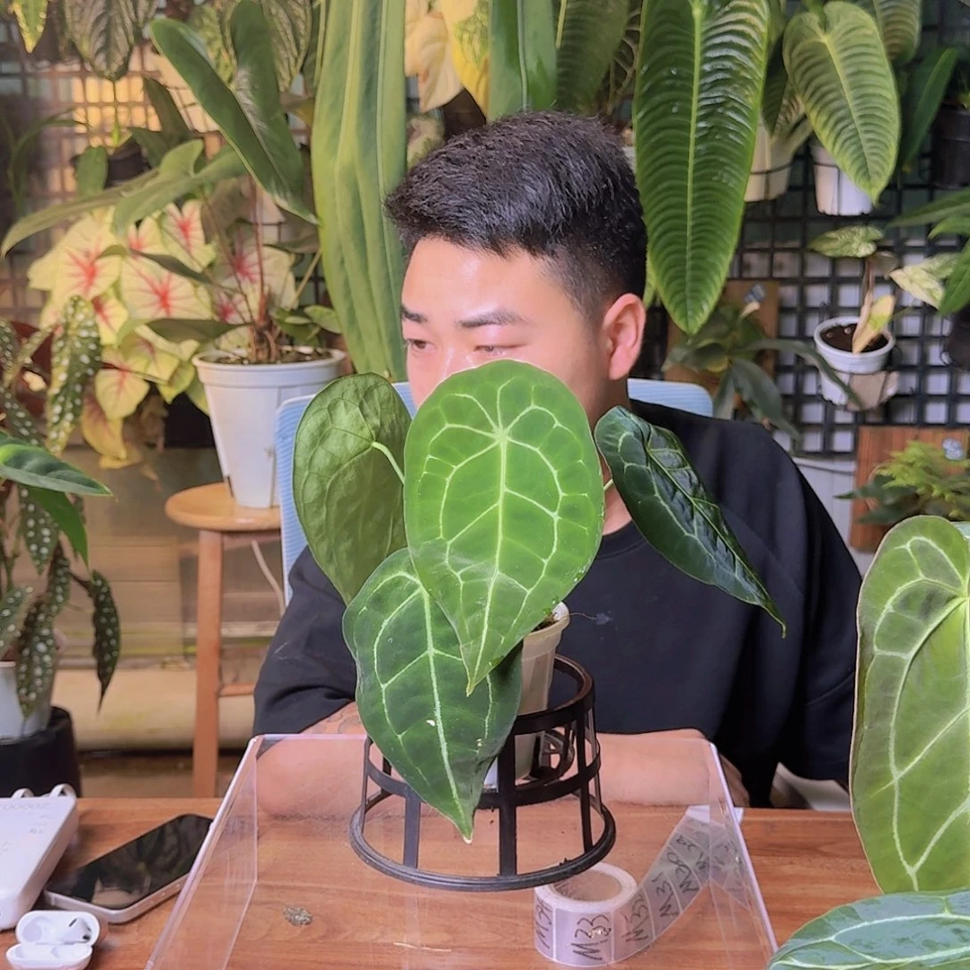 豪***阿完全开放一物一拍M27