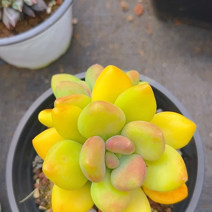 芒果系列美人多肉特特特