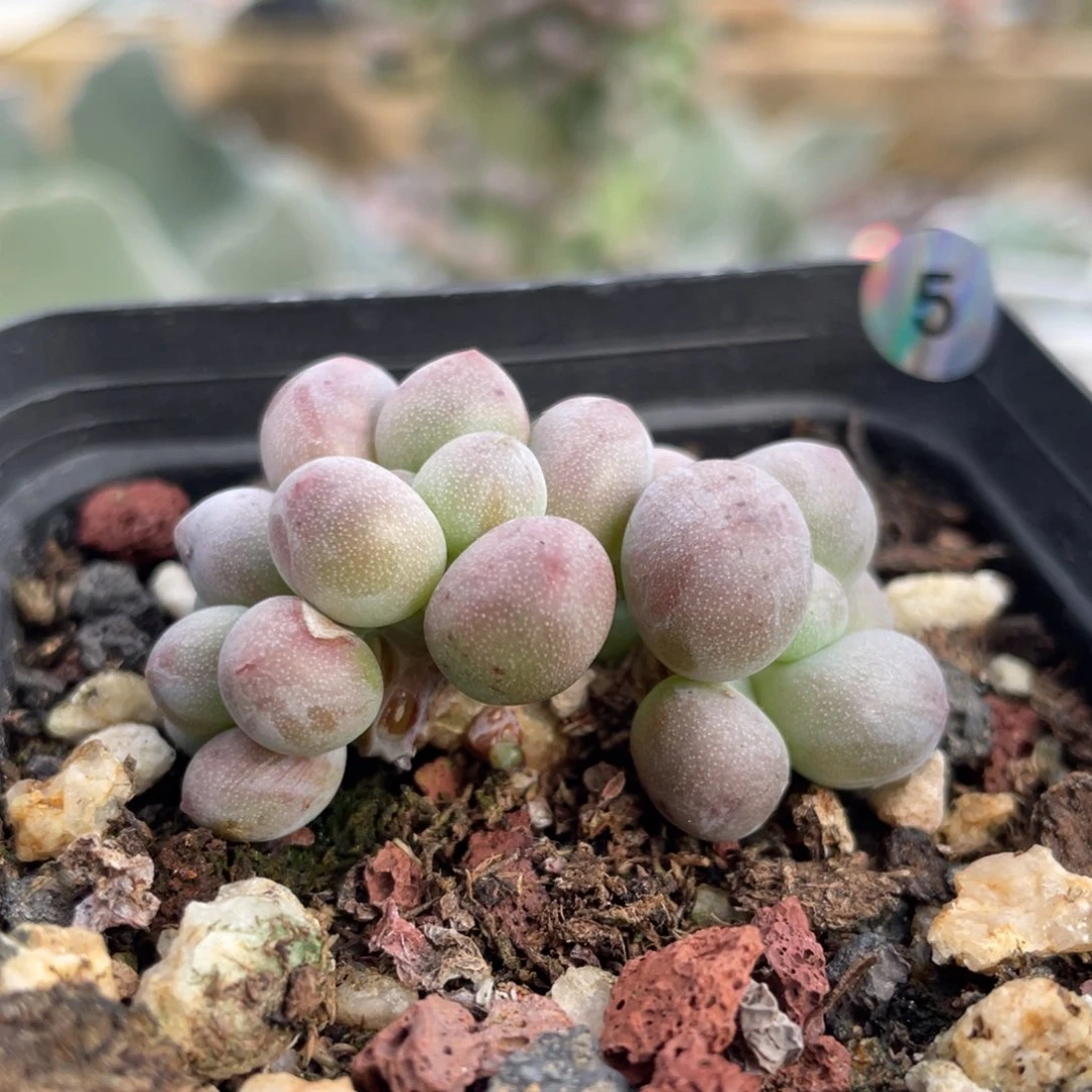 仙子奶酪多肉植物