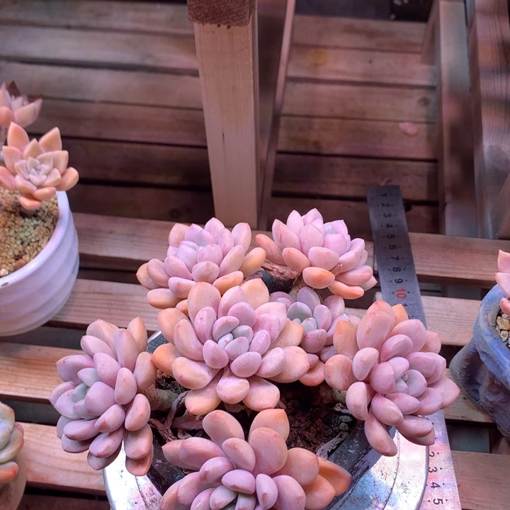 白露多肉植物z z z