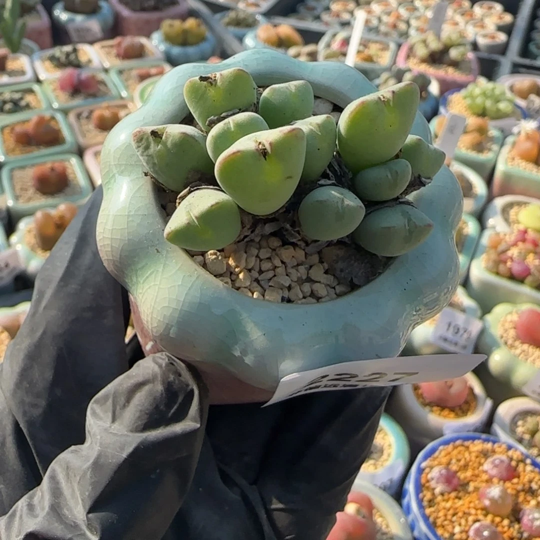 2227--一物一拍 带盆