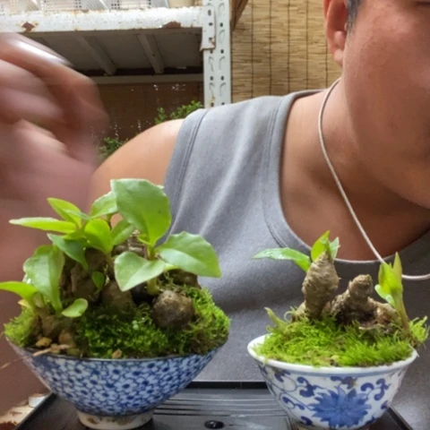 红陶大*路一物一拍所见即所得214