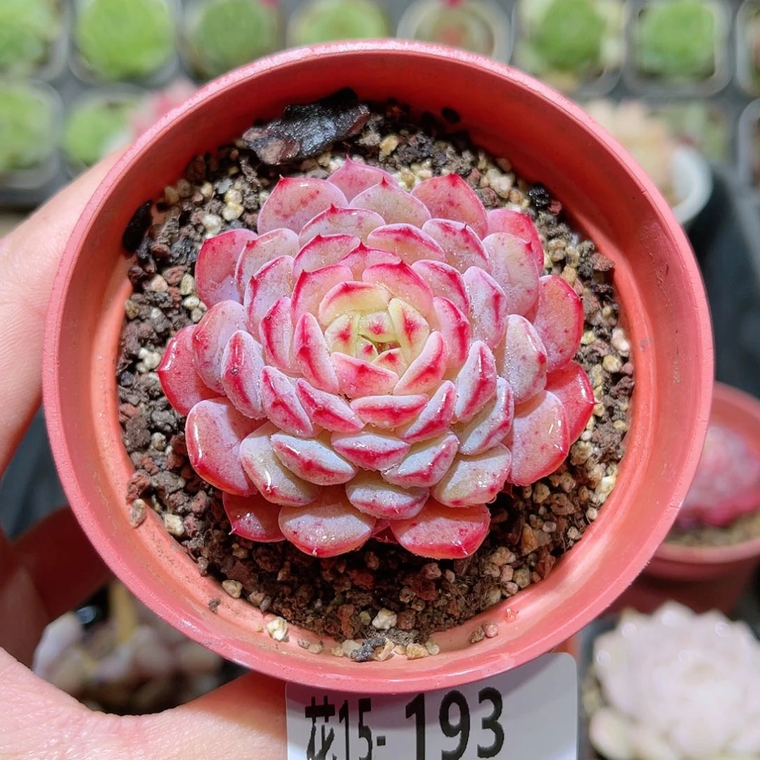 花利美15-193哈尼