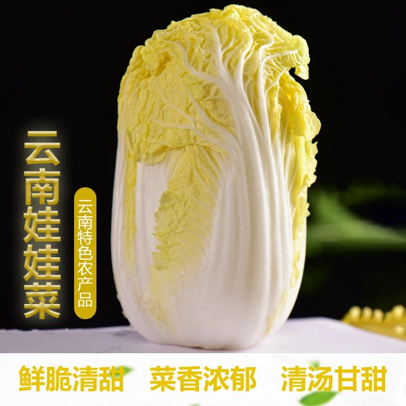 云南高山娃娃菜黄心清甜鲜嫩农家露天种植蔬菜火锅涮菜