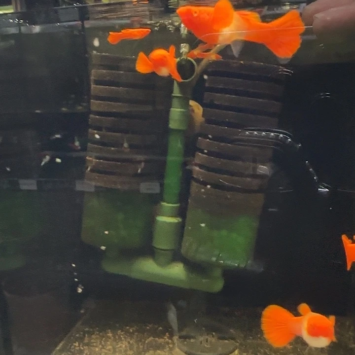 孔雀鱼鸿运当头两母