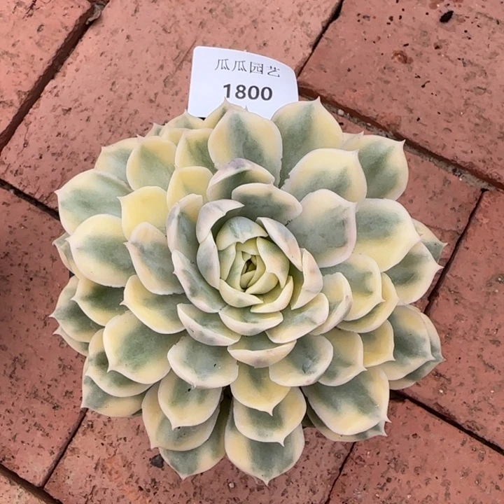 1800昂斯诺多肉植物