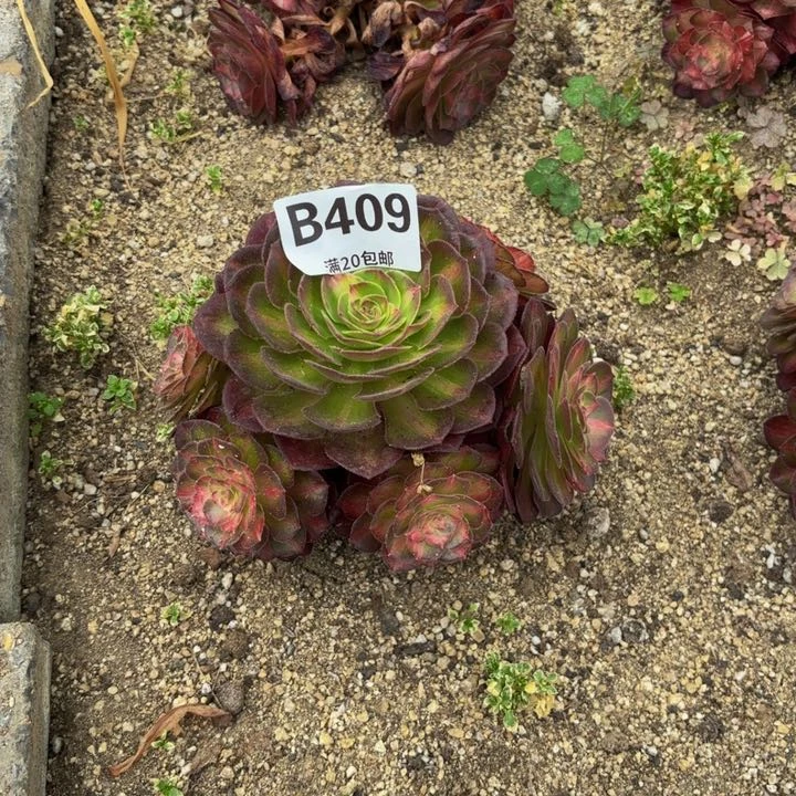 瑞妈多肉园艺，409