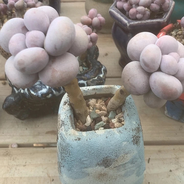 哞***～姐姐咯lol涂抹的摸的哦哦哦哦