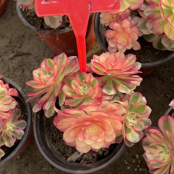 2-93倾城多肉法师