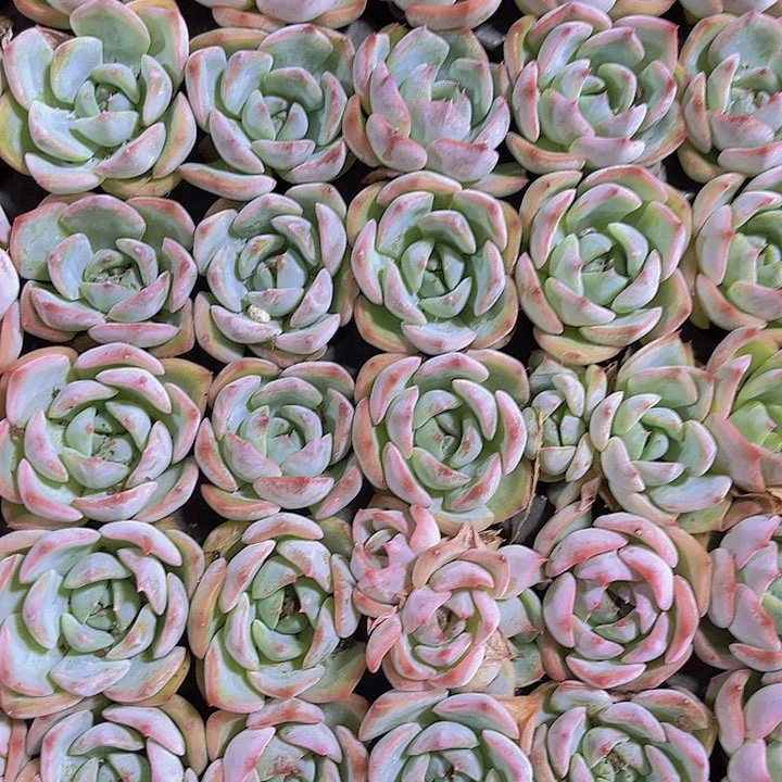 精品一单三颗小红多肉植物