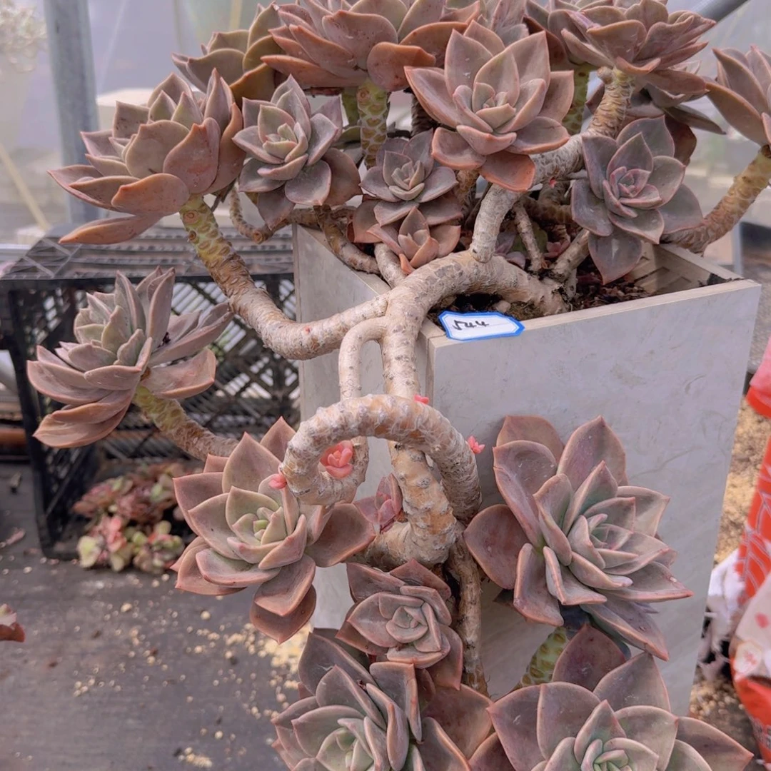 天***Z544旭鹤物流到付凡艺多肉