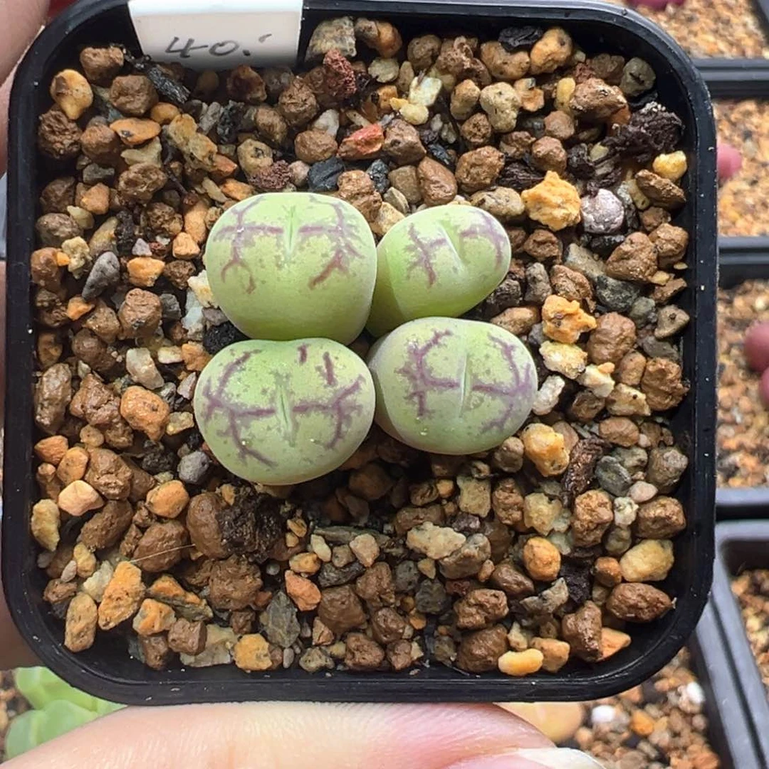 人***名12-251   墨杂一棵