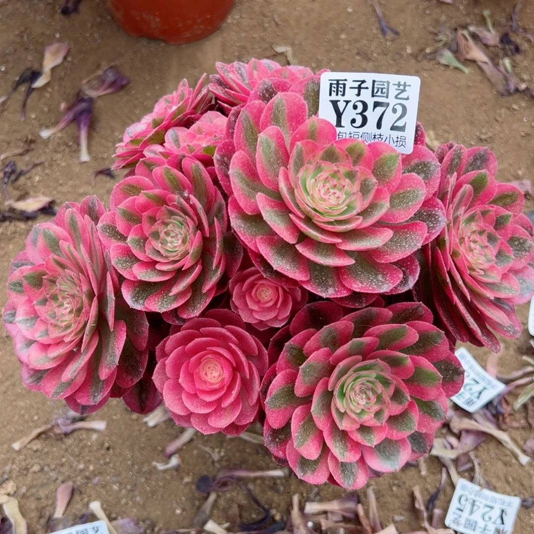 372荔枝尺寸18左右