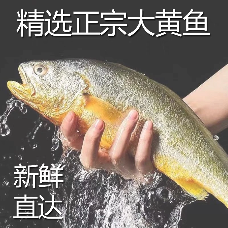 活黄鱼 1.4斤左右一条