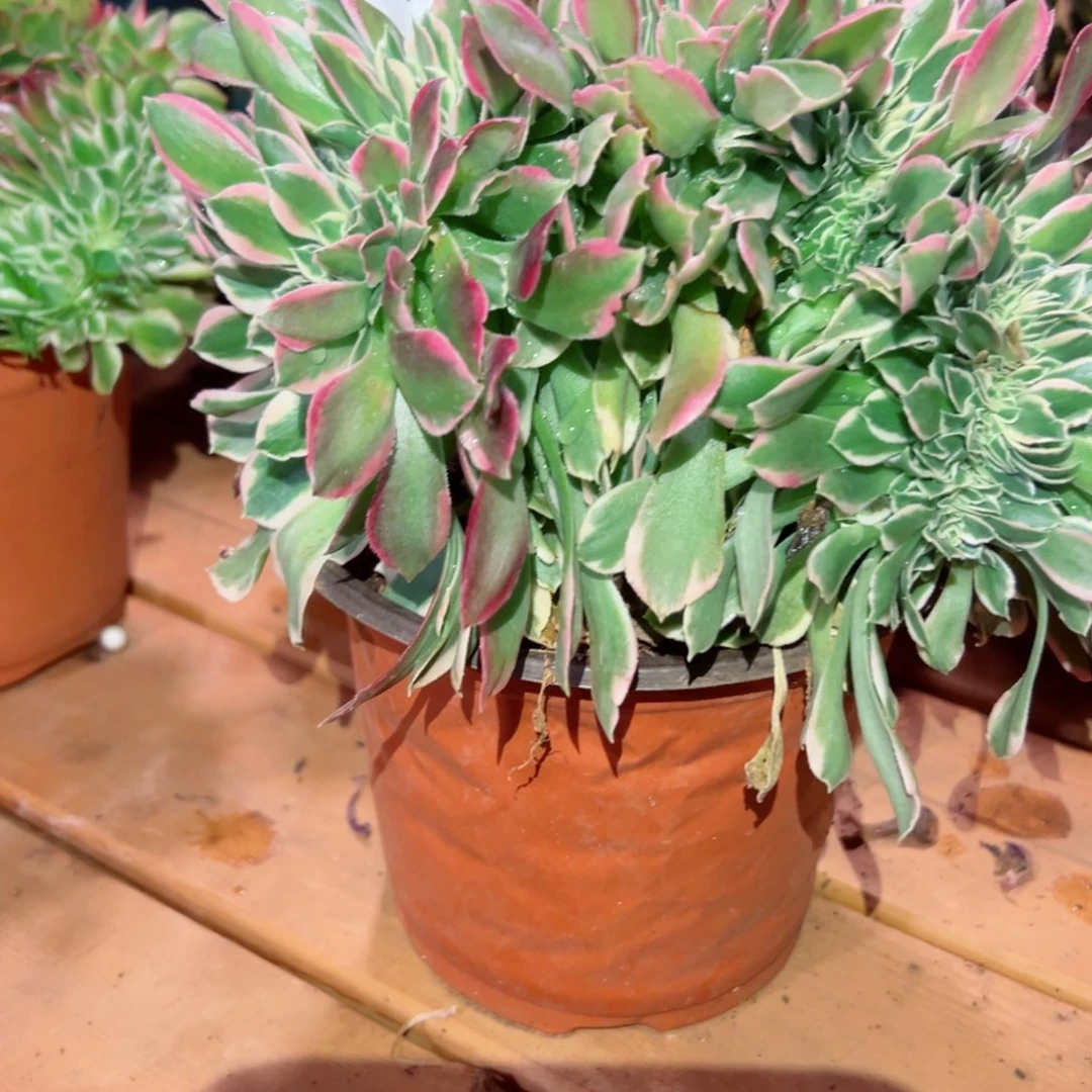 804 号多肉植物法师