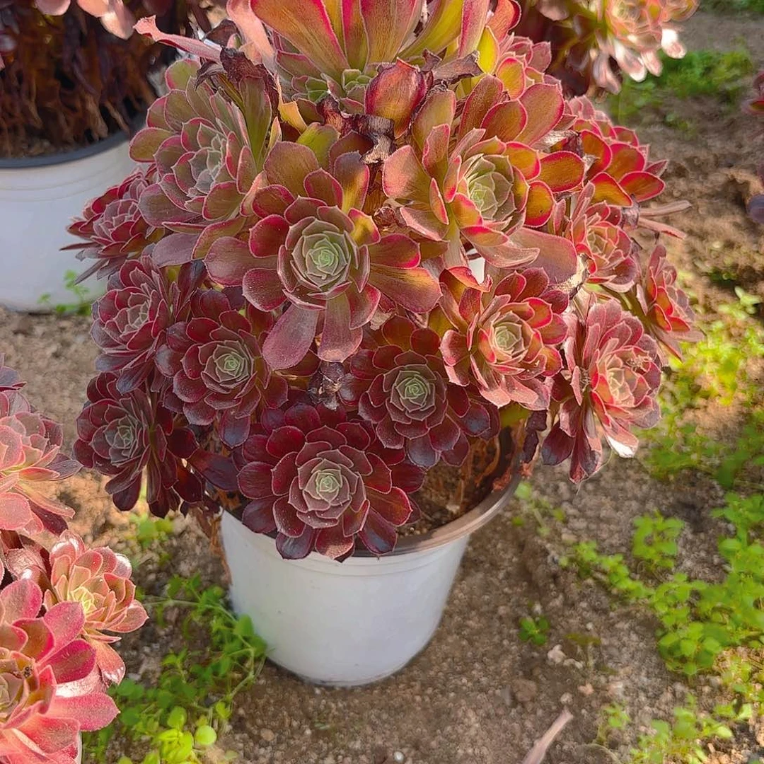 安娜多肉植物手捧