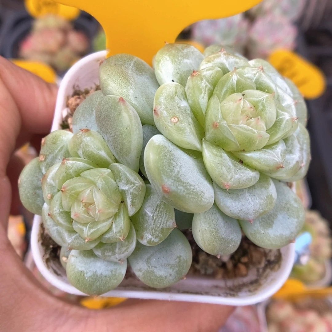 白晶体珍妮群生876号