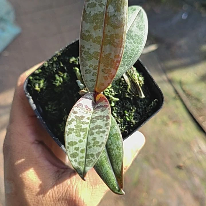 完全开放西雷丽一颗漂亮的哦哦哦哦哦