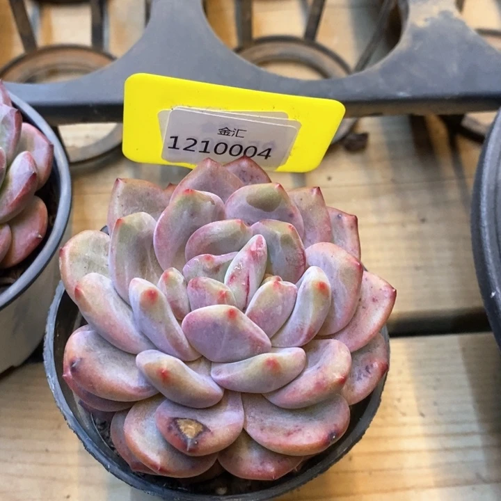 福利多多。1210004