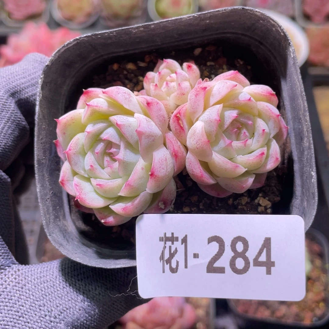 花利美1-284女王玫瑰