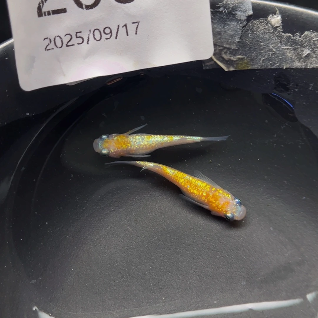 青鳉208王华海王星一对