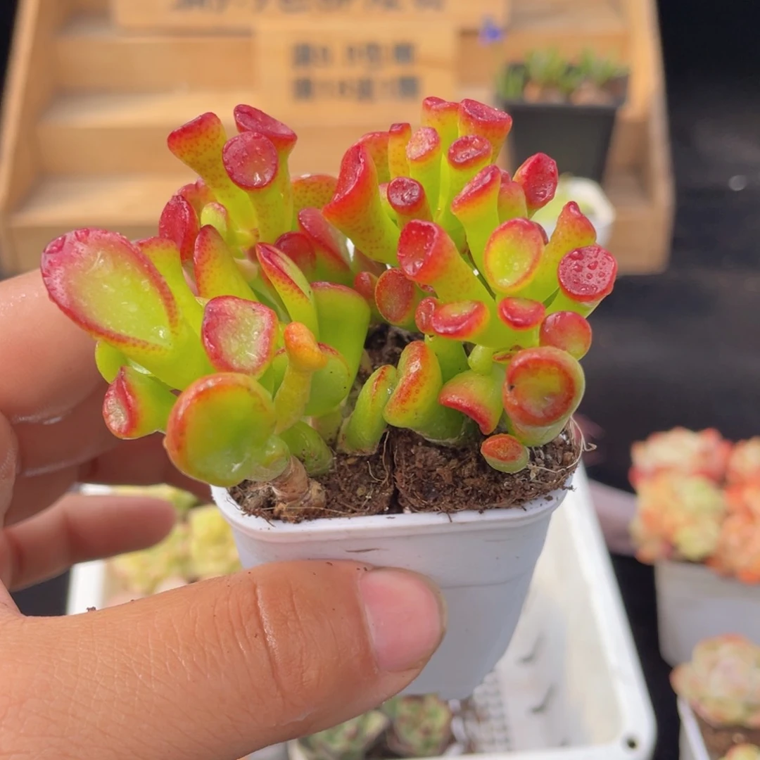 1颗吸财树多肉9.9包邮