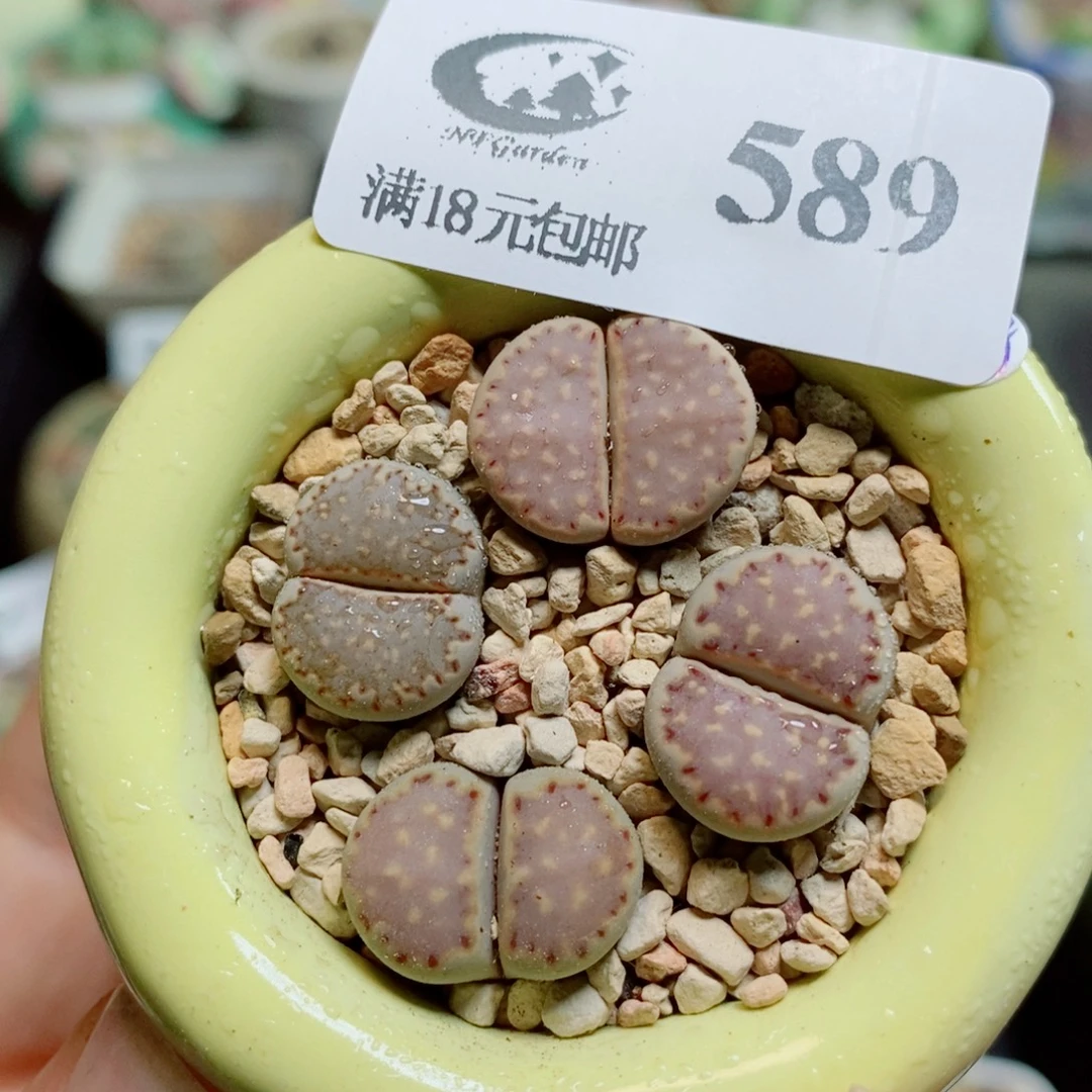 生石花花花哈哈哈哈哈哈589