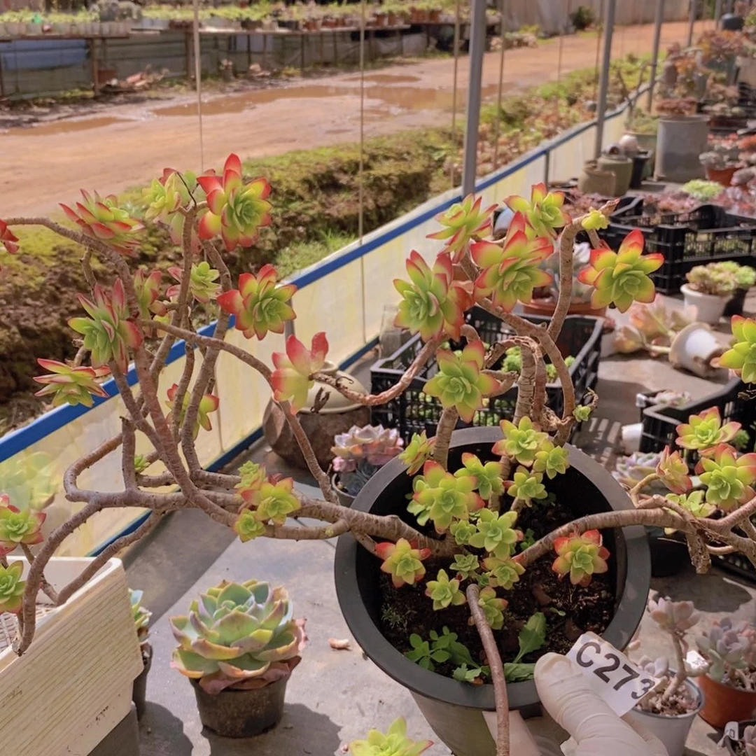 273清扬薄化妆一物一拍