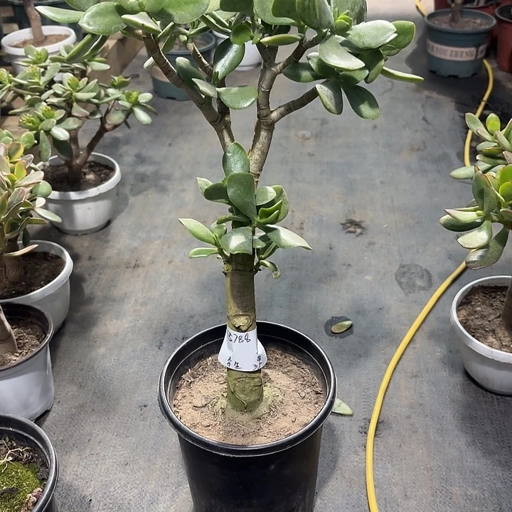 余***好当前无花栽培后可以开花老青玉树35