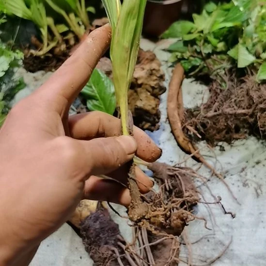不开花植物不开花植物