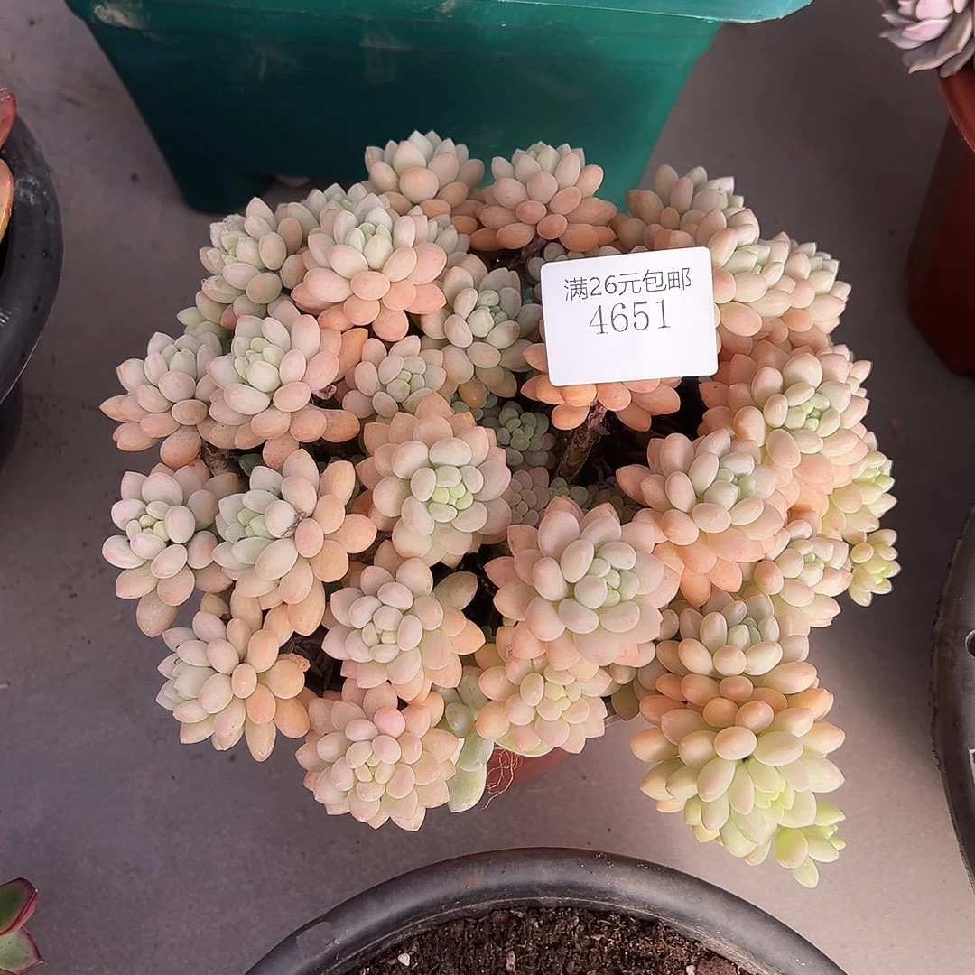 啾***店4651洛可可多肉植物多肉