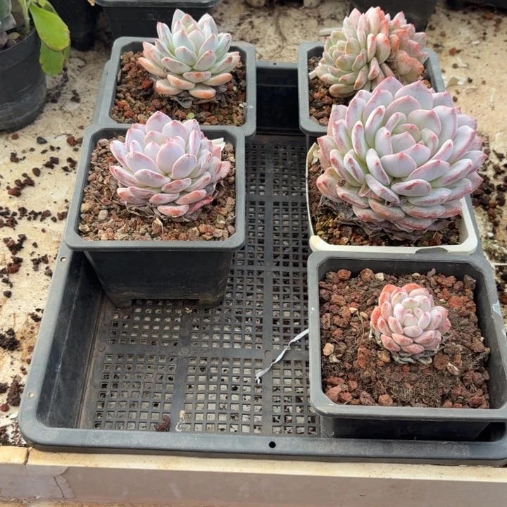 12点过打电话说放假就是数据共享