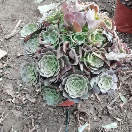 荷兰玫瑰法师多肉11