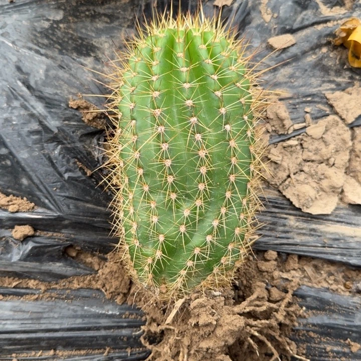 349新品毛花柱落地无木心斑根