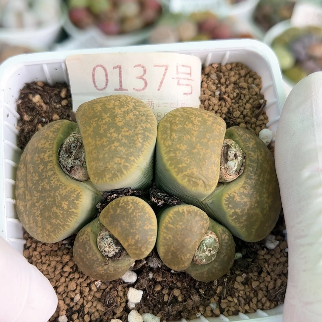 好养易活生石花大母本0137