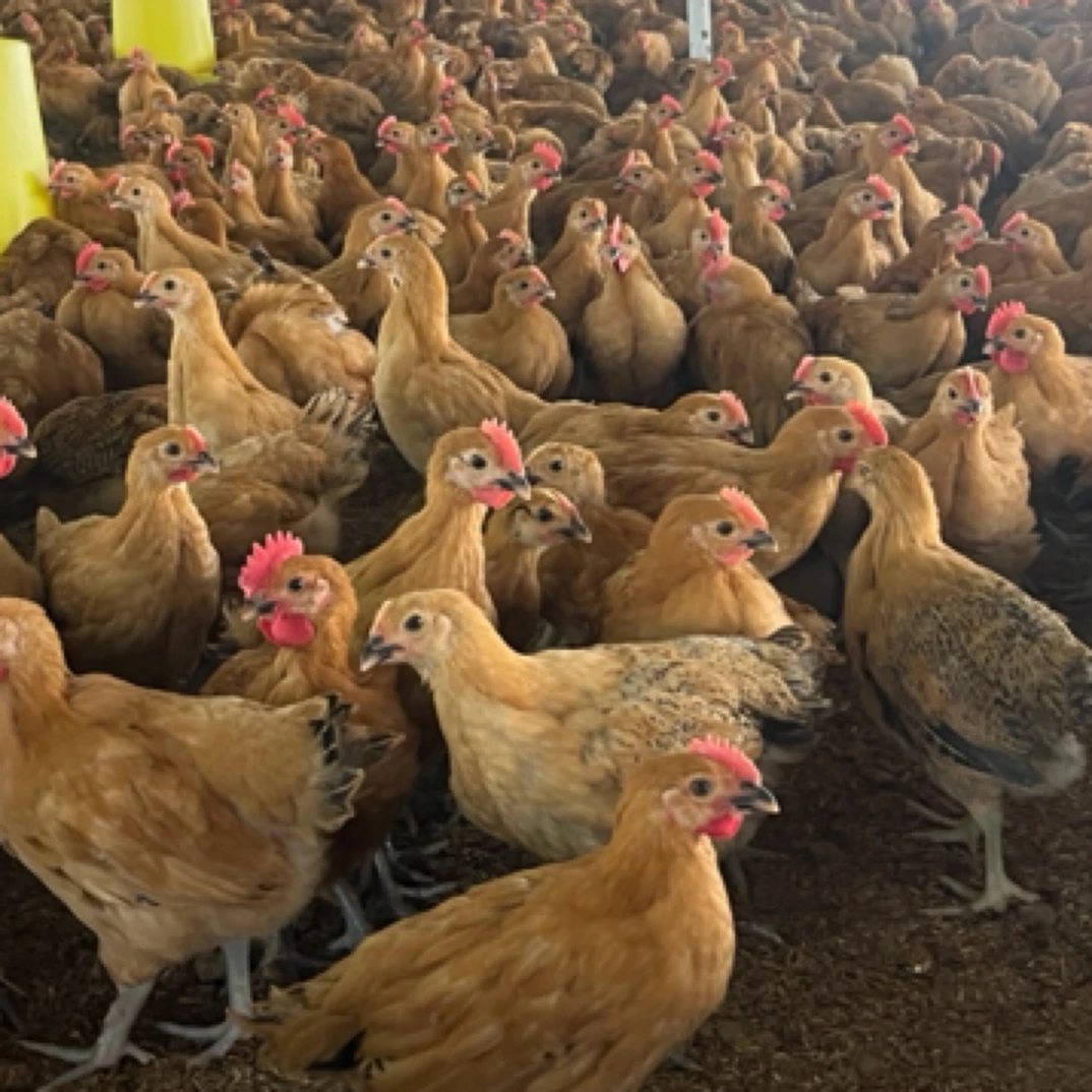 「好再来」宠物活体青脚土鸡发货体重「1.2斤-1.5斤」包邮包活到家