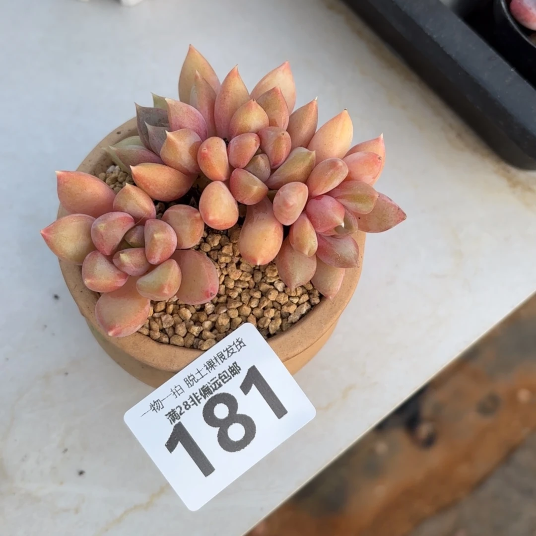 红象牙老桩无盆土发货