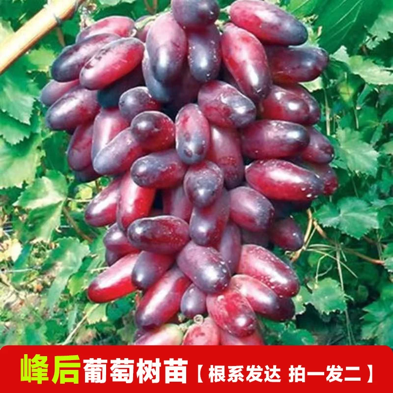 【拍一发二到手2棵】峰后葡萄果树苗 1年扦插苗