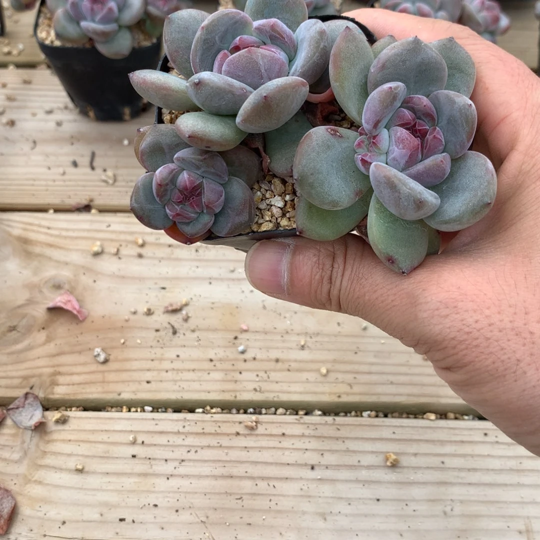感****感恩遇见突尼斯发货多肉
