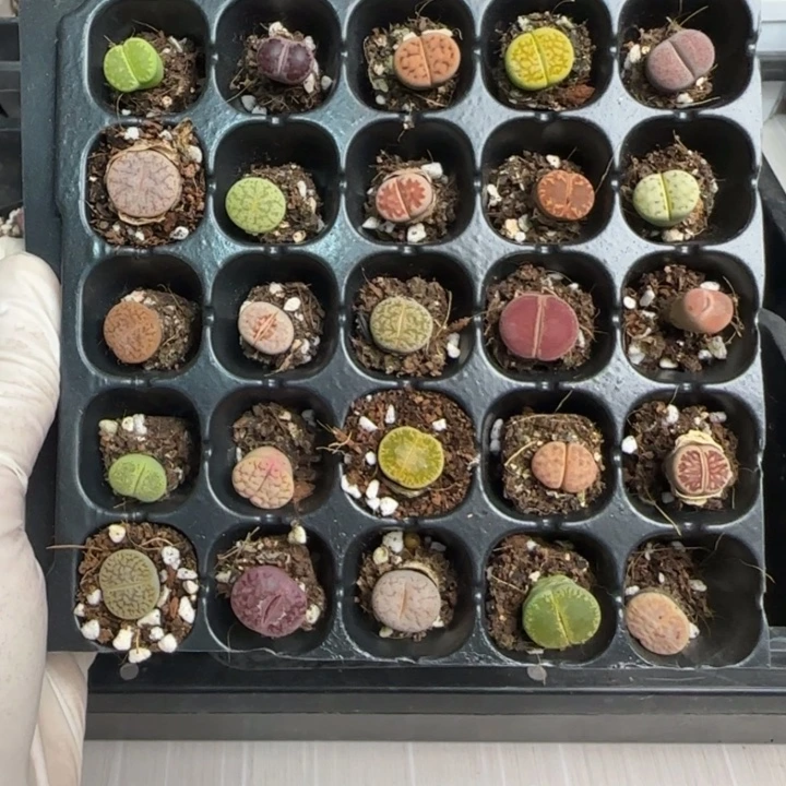 1421 大棚清货啦快来捡漏