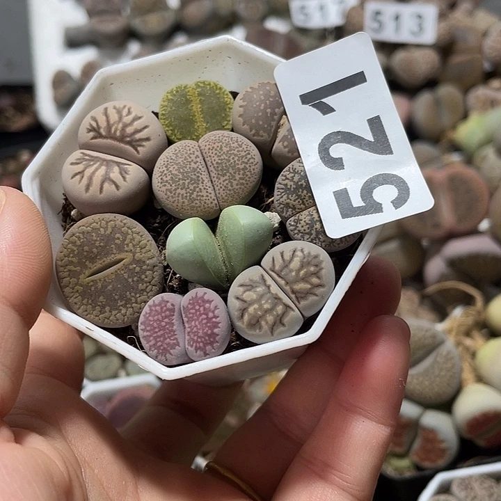 大部分花苞少量开放⌒***ヾ生石花一盒521