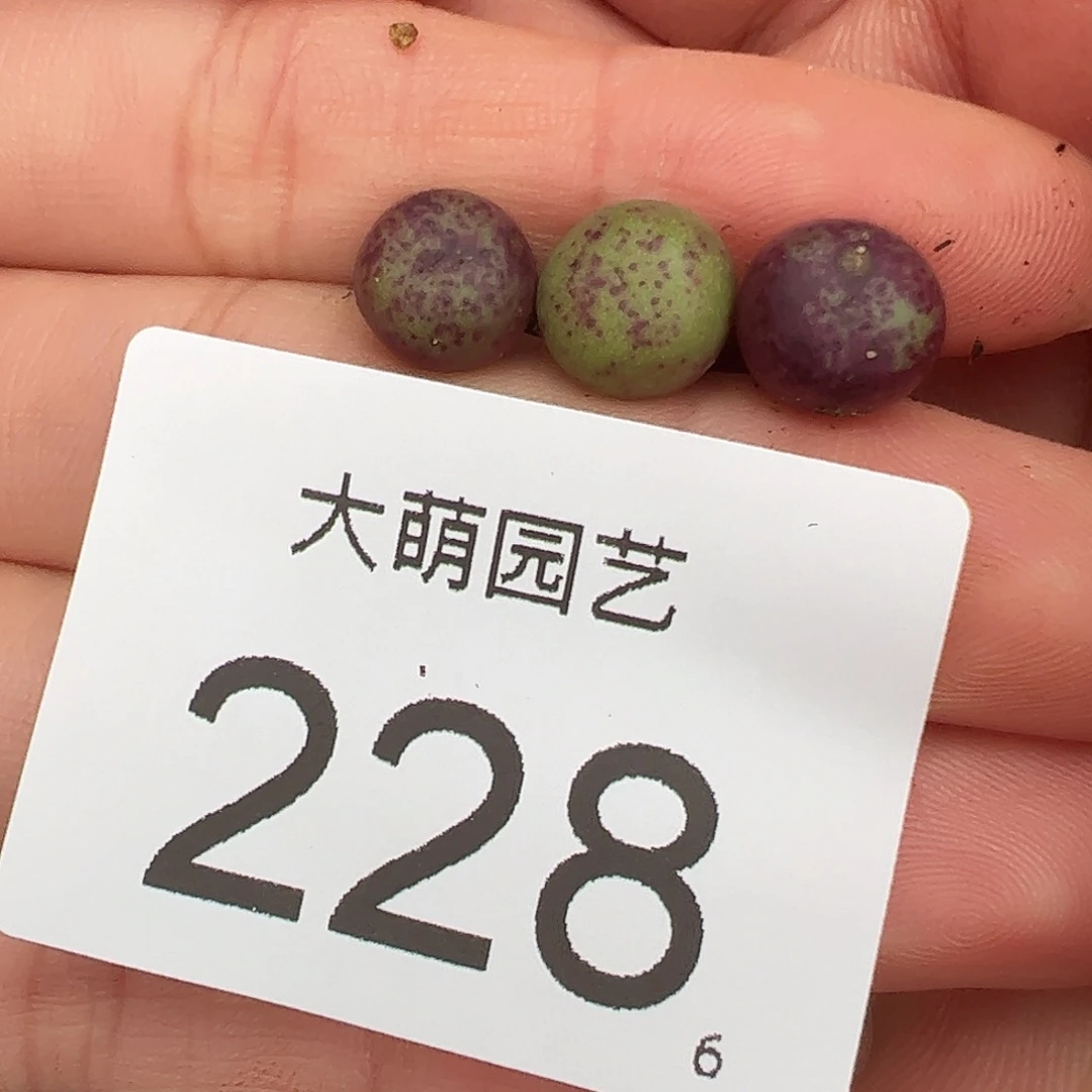 0000228量拍紫红嘴3颗尺寸小
