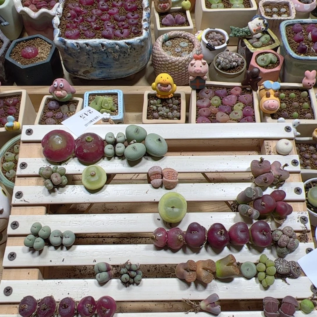 【闪购商品】C*寶244+泥1