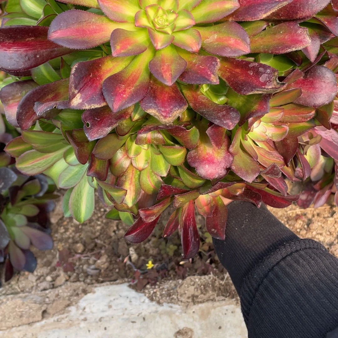 花娜多肉法师断枝不包量