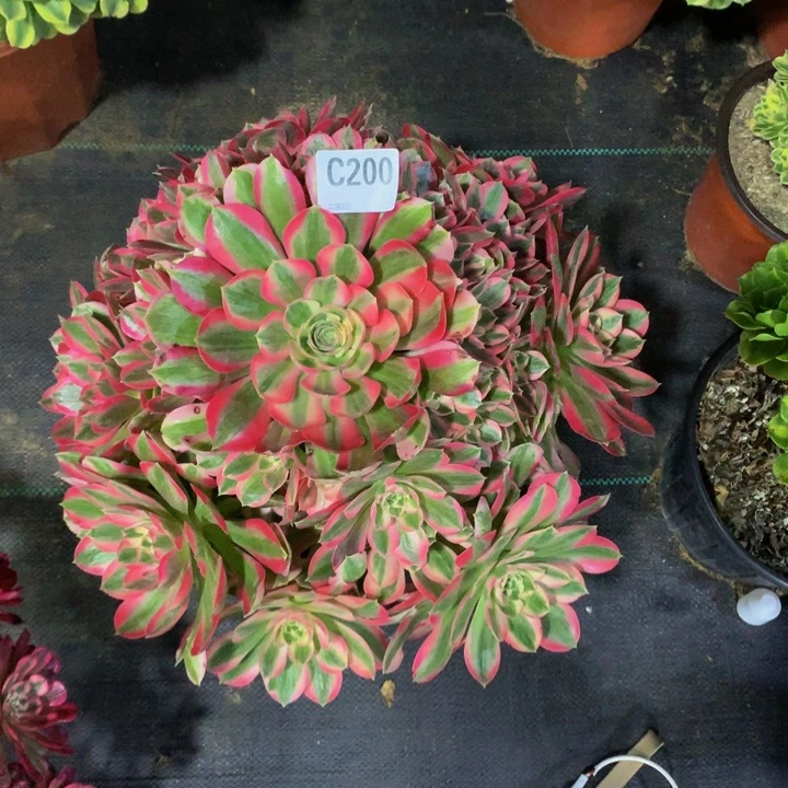 小*娃200 粉巫00000000