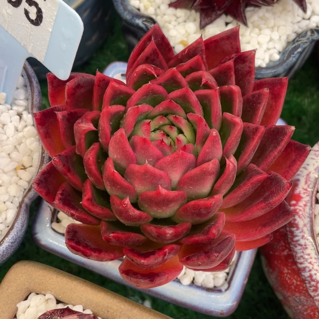 云***游多肉植物盆栽多肉