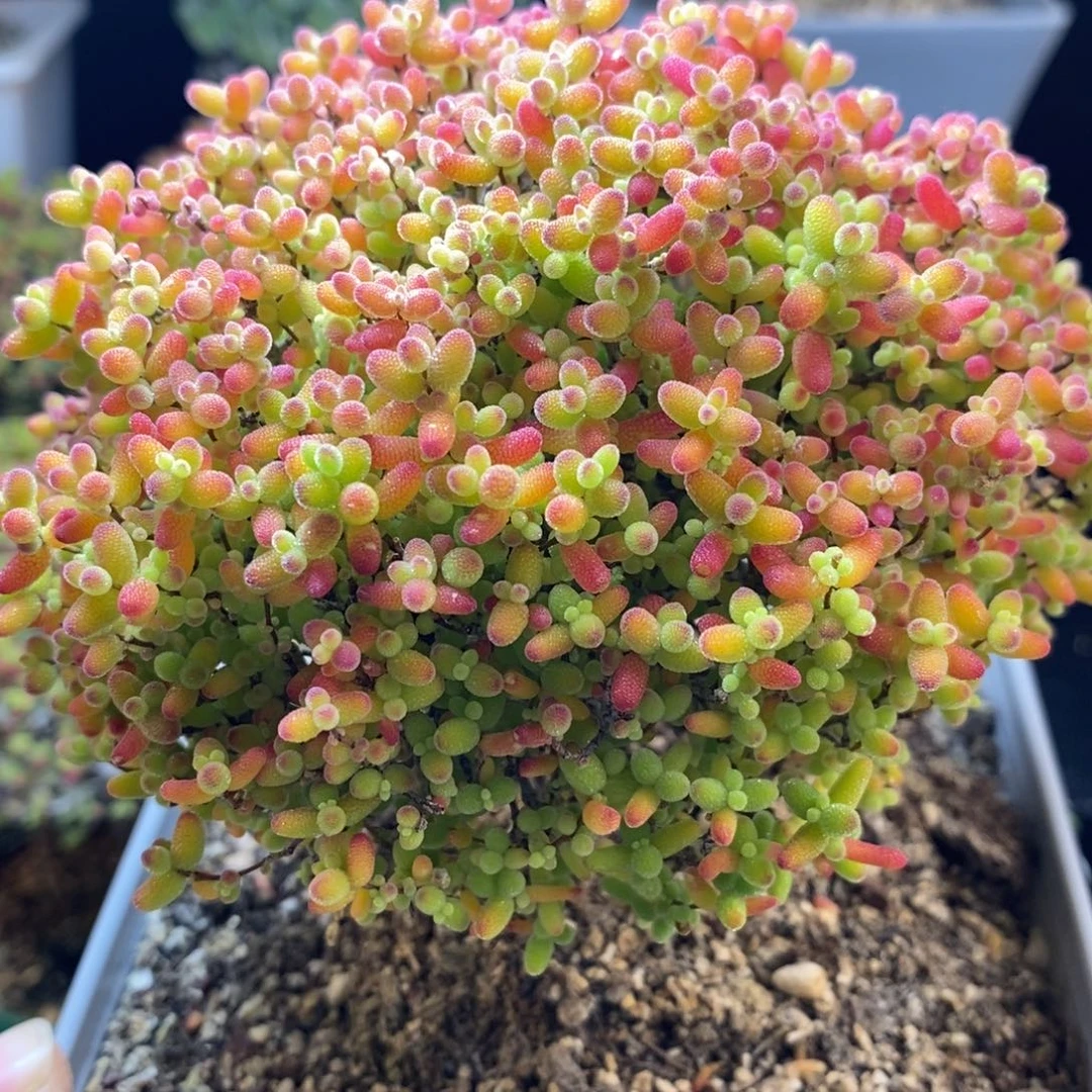 完全开放20号大蜜橘（13cm）