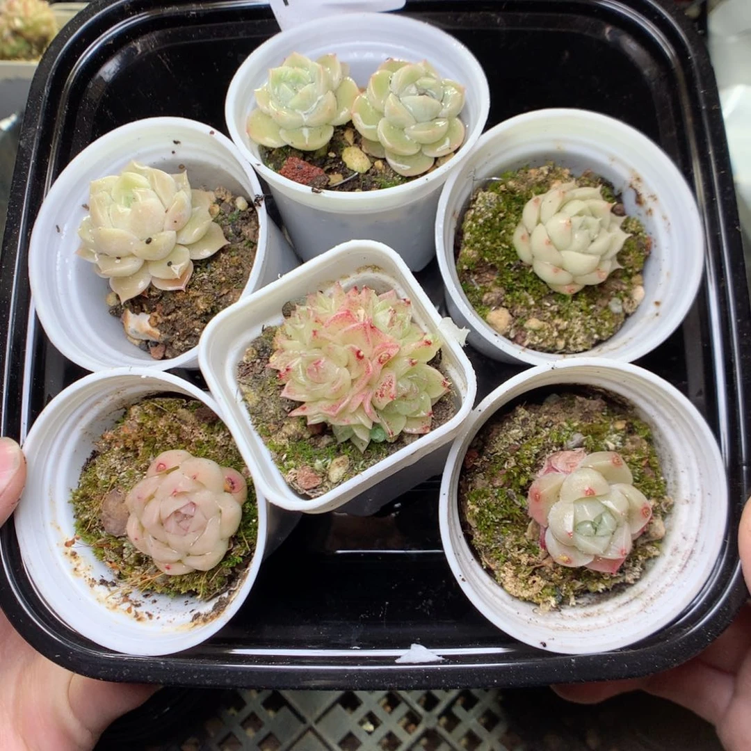 F102y y y y y yy y y y y